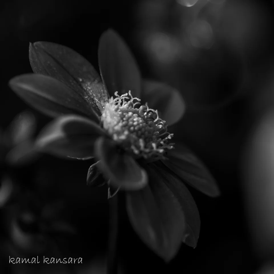 kamal