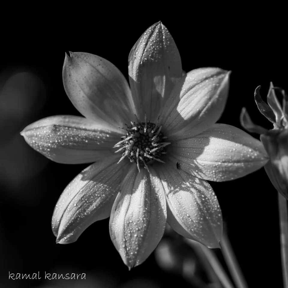 kamal