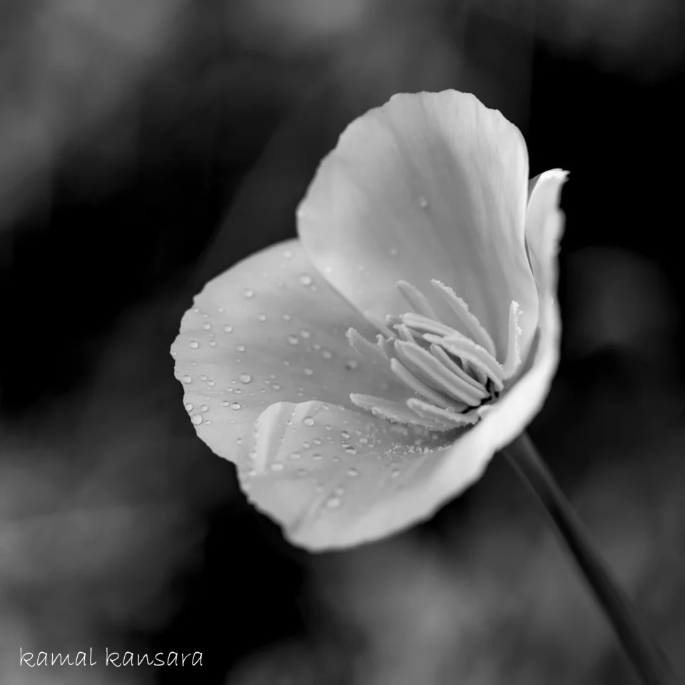 kamal