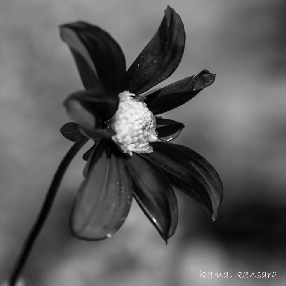 kamal