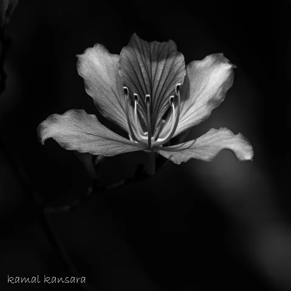 kamal