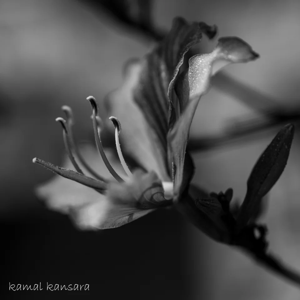 kamal