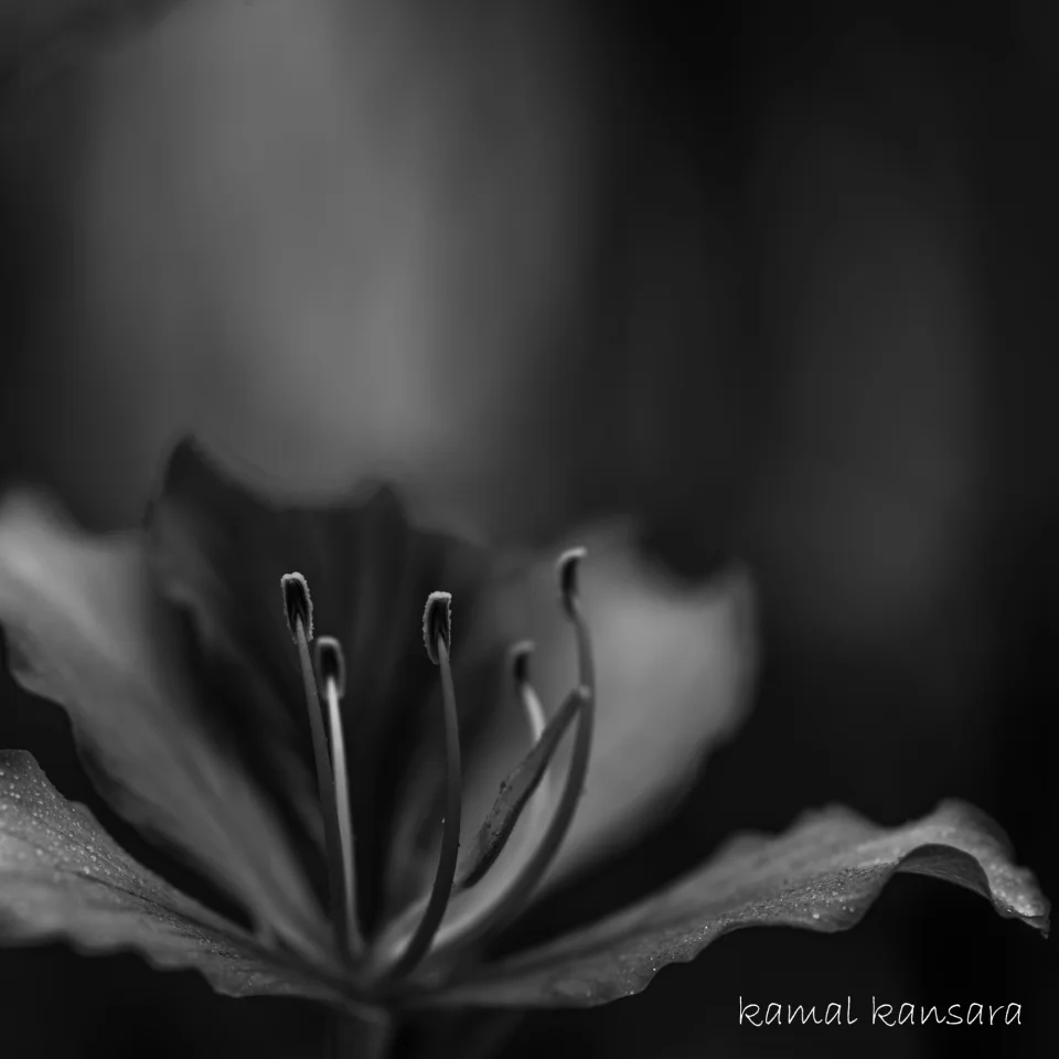 kamal