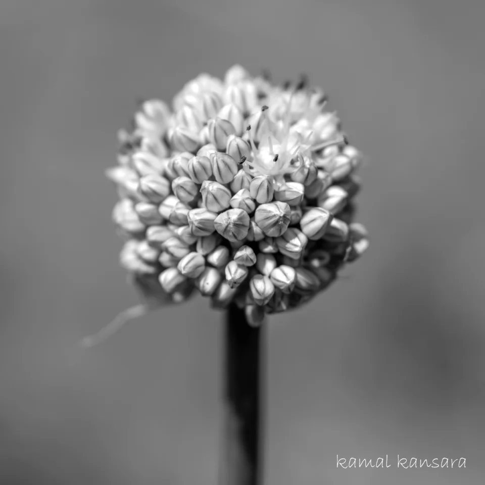 kamal
