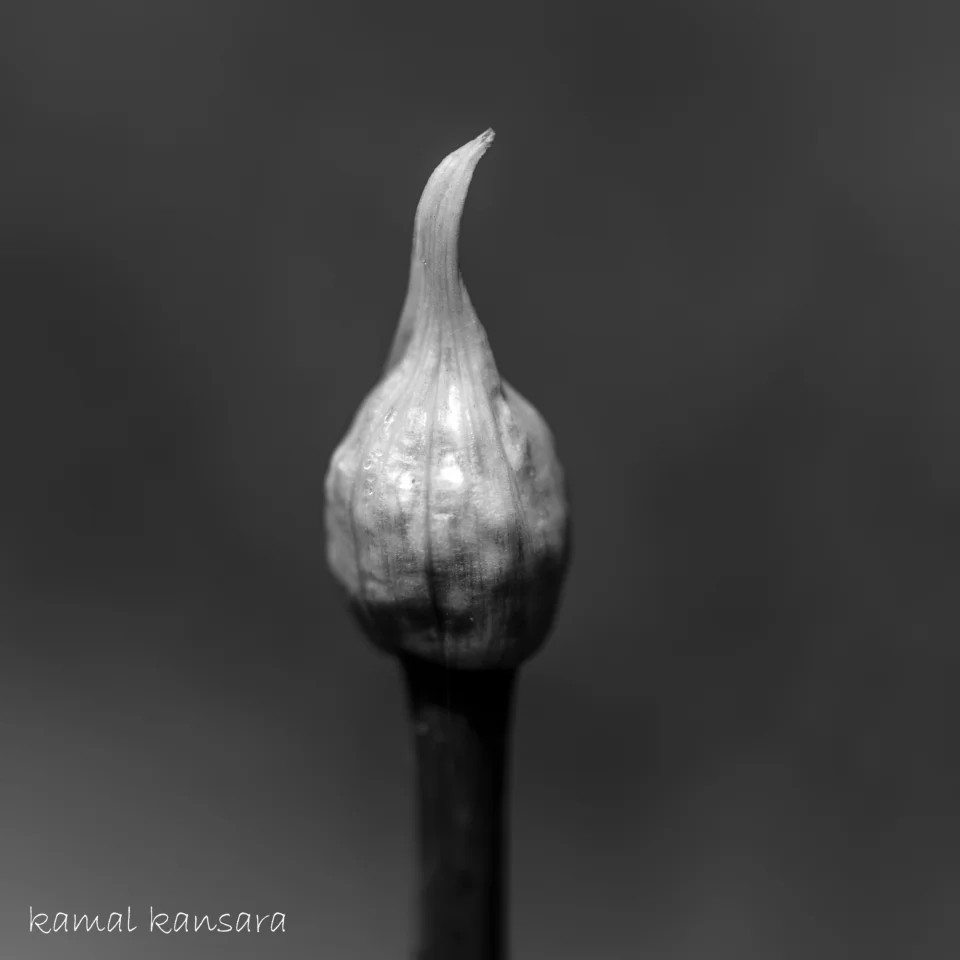 kamal