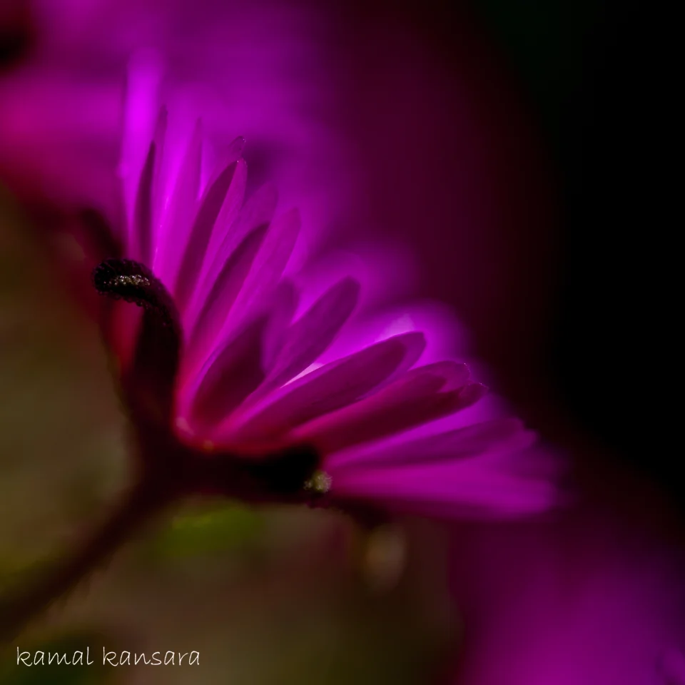 kamal