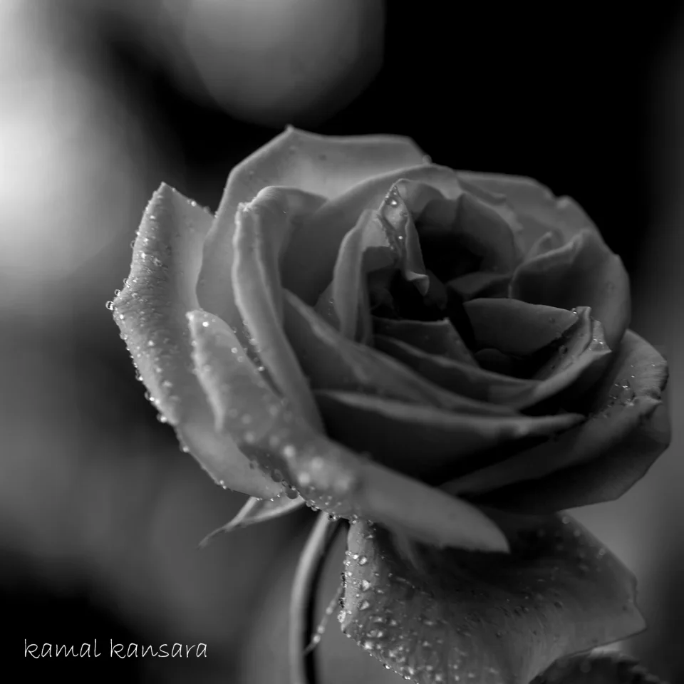 kamal