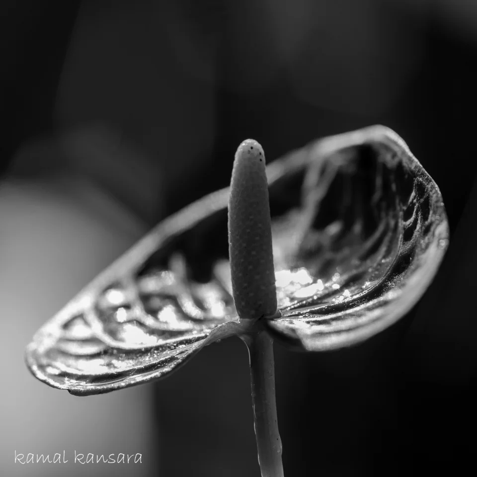 kamal