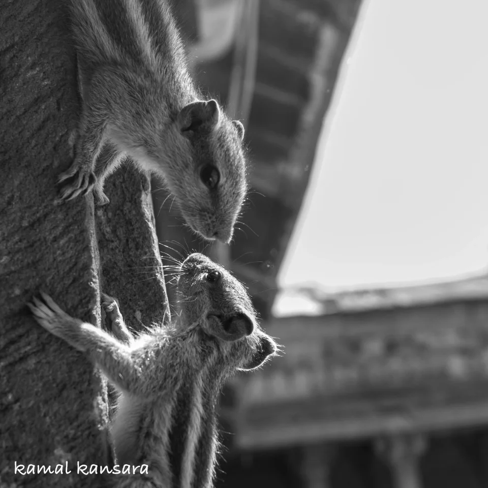 kamal
