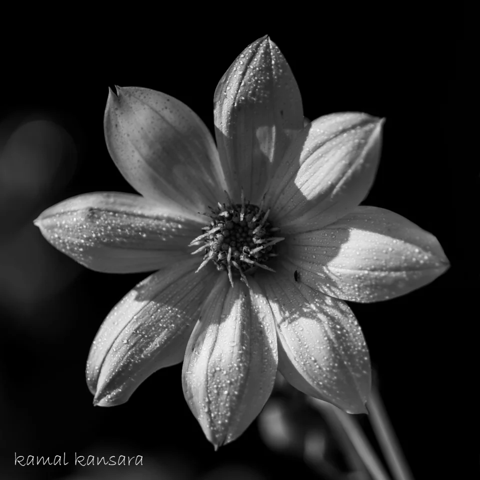 KAMAL