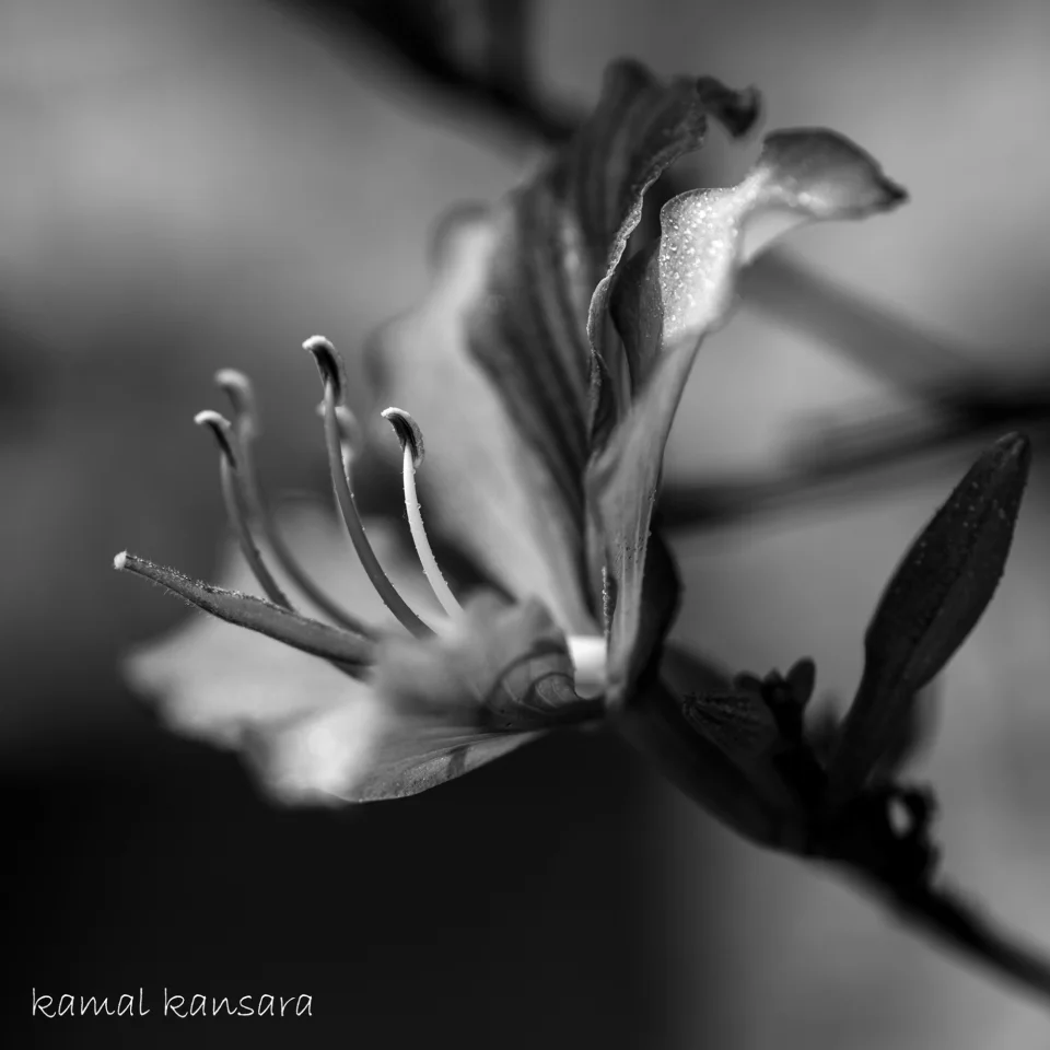 KAMAL