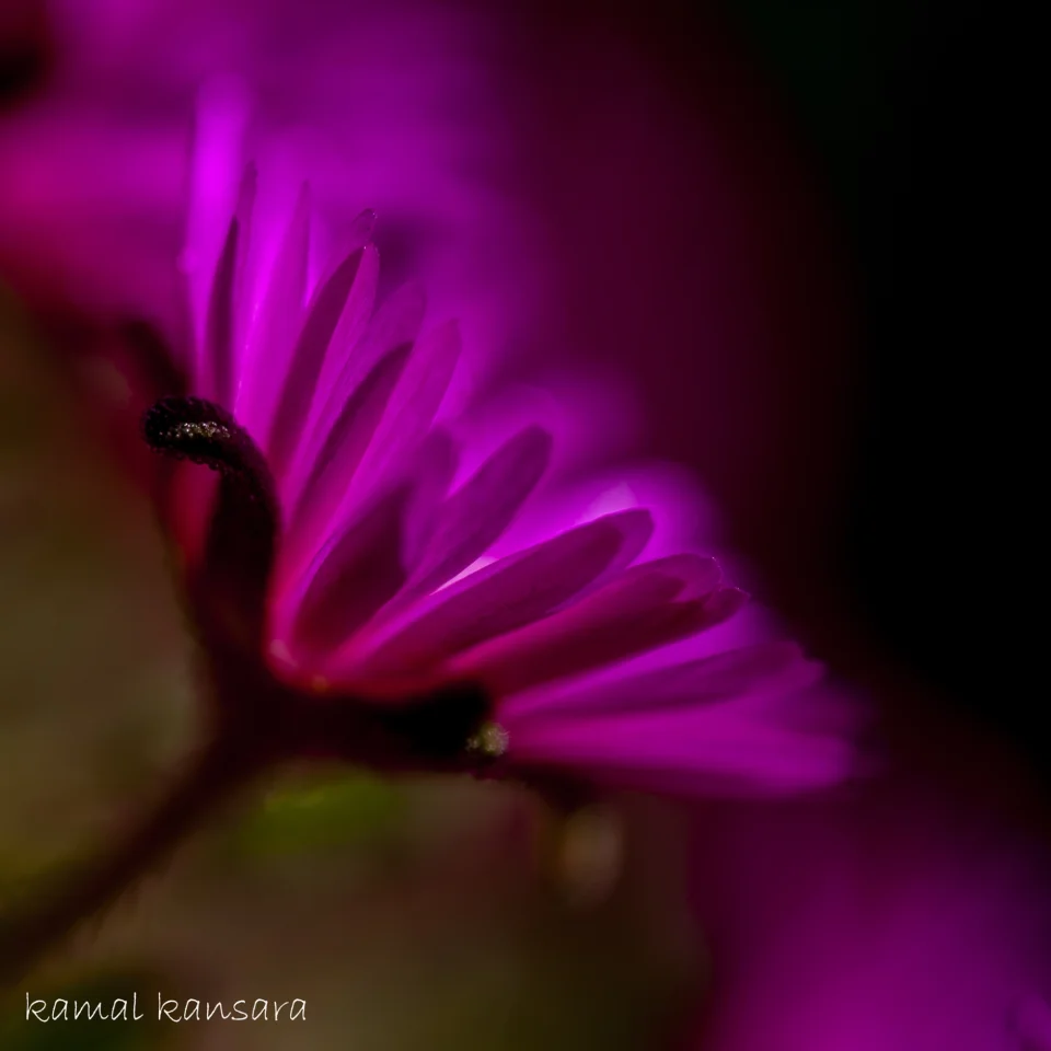 KAMAL